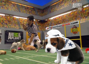Tony Romo's Dog Eliminated From Puppy Bowl Playoffs